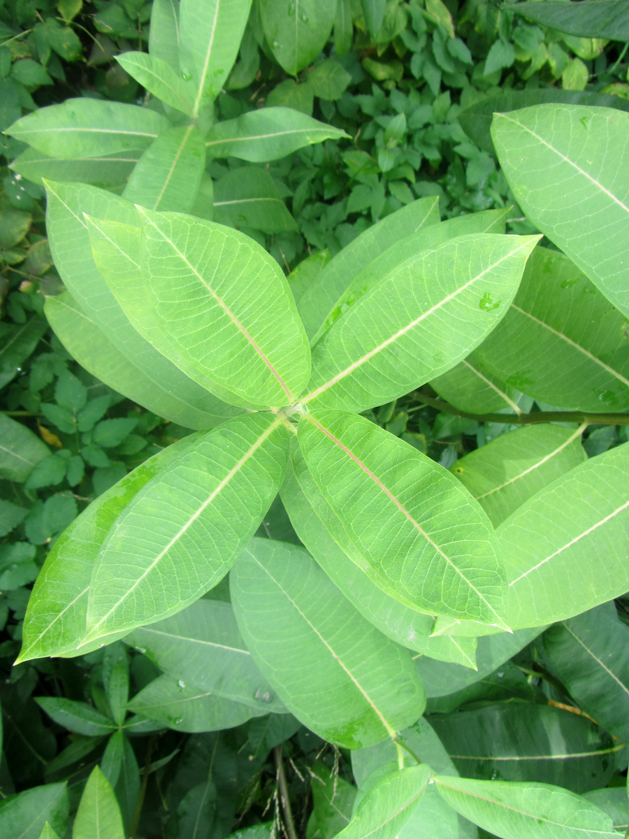 Изображение особи Asclepias syriaca.