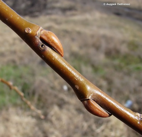 Image of Salix euxina specimen.
