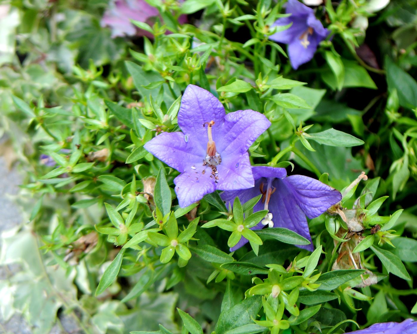 Image of Campanula isophylla specimen.