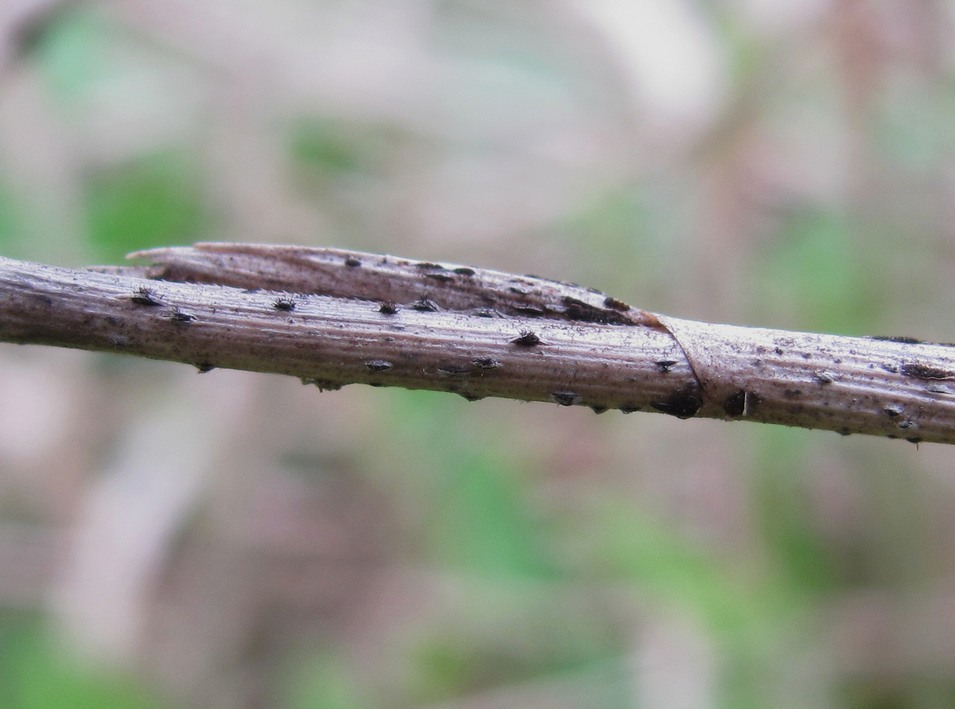 Image of genus Elytrigia specimen.