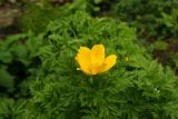 Pulsatilla aurea