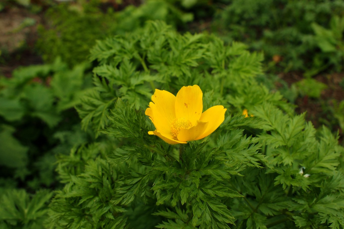 Изображение особи Pulsatilla aurea.