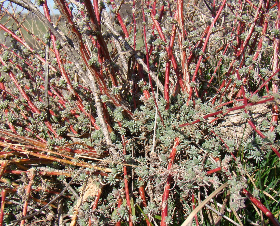 Image of Bassia prostrata specimen.