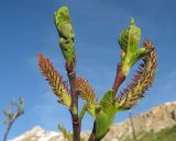genus Salix
