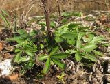 Potentilla recta