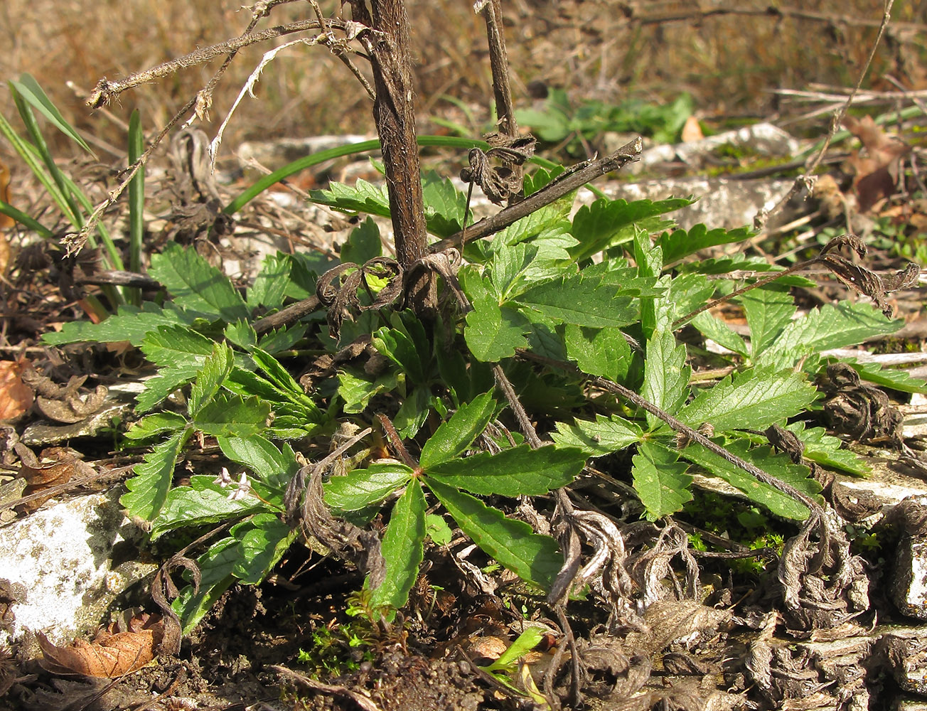 Изображение особи Potentilla recta.