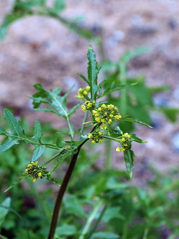 Image of Rorippa palustris specimen.