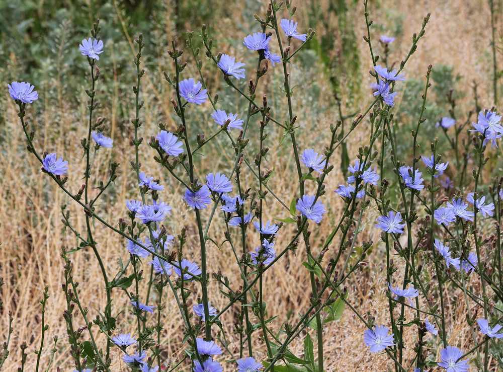 Image of Cichorium intybus specimen.