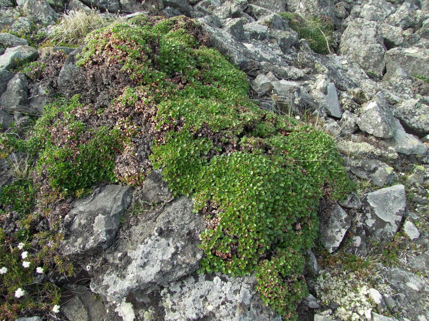 Изображение особи Salix magadanensis.