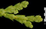Thuja occidentalis