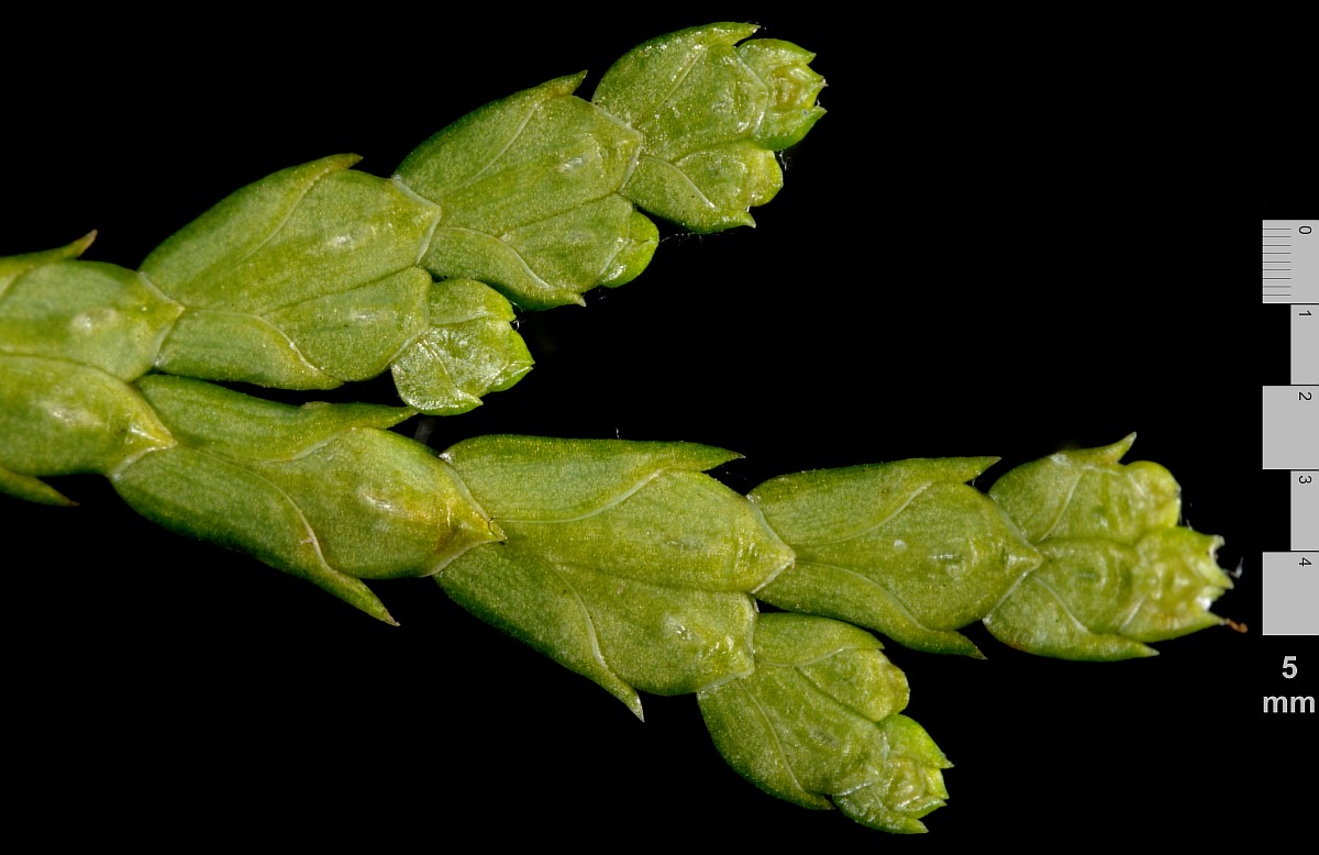 Image of Thuja occidentalis specimen.