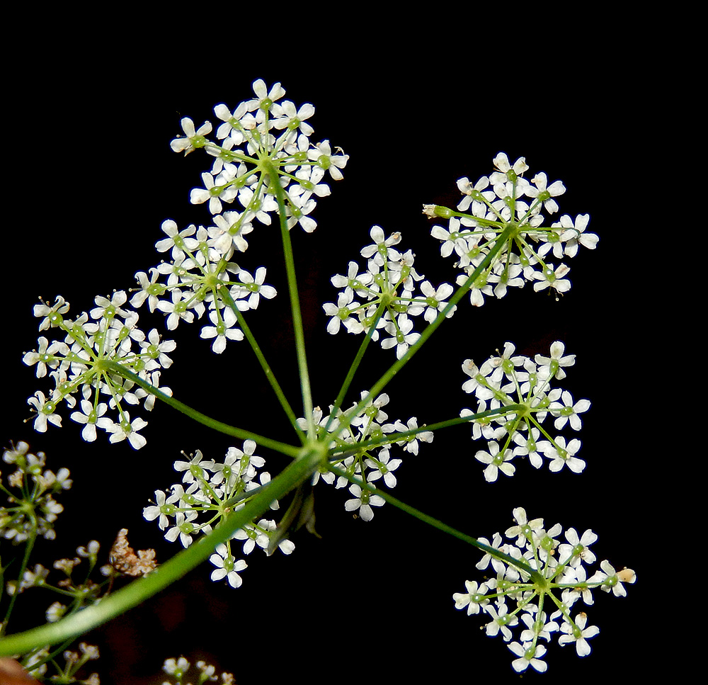 Image of Pimpinella saxifraga specimen.