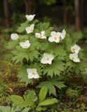 Glaucidium palmatum