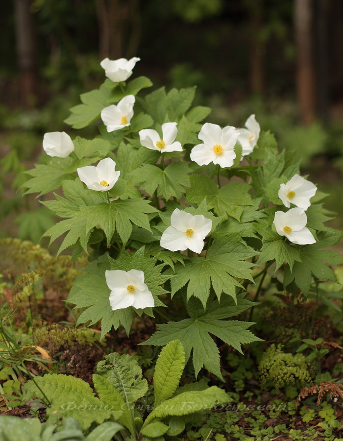 Image of Glaucidium palmatum specimen.