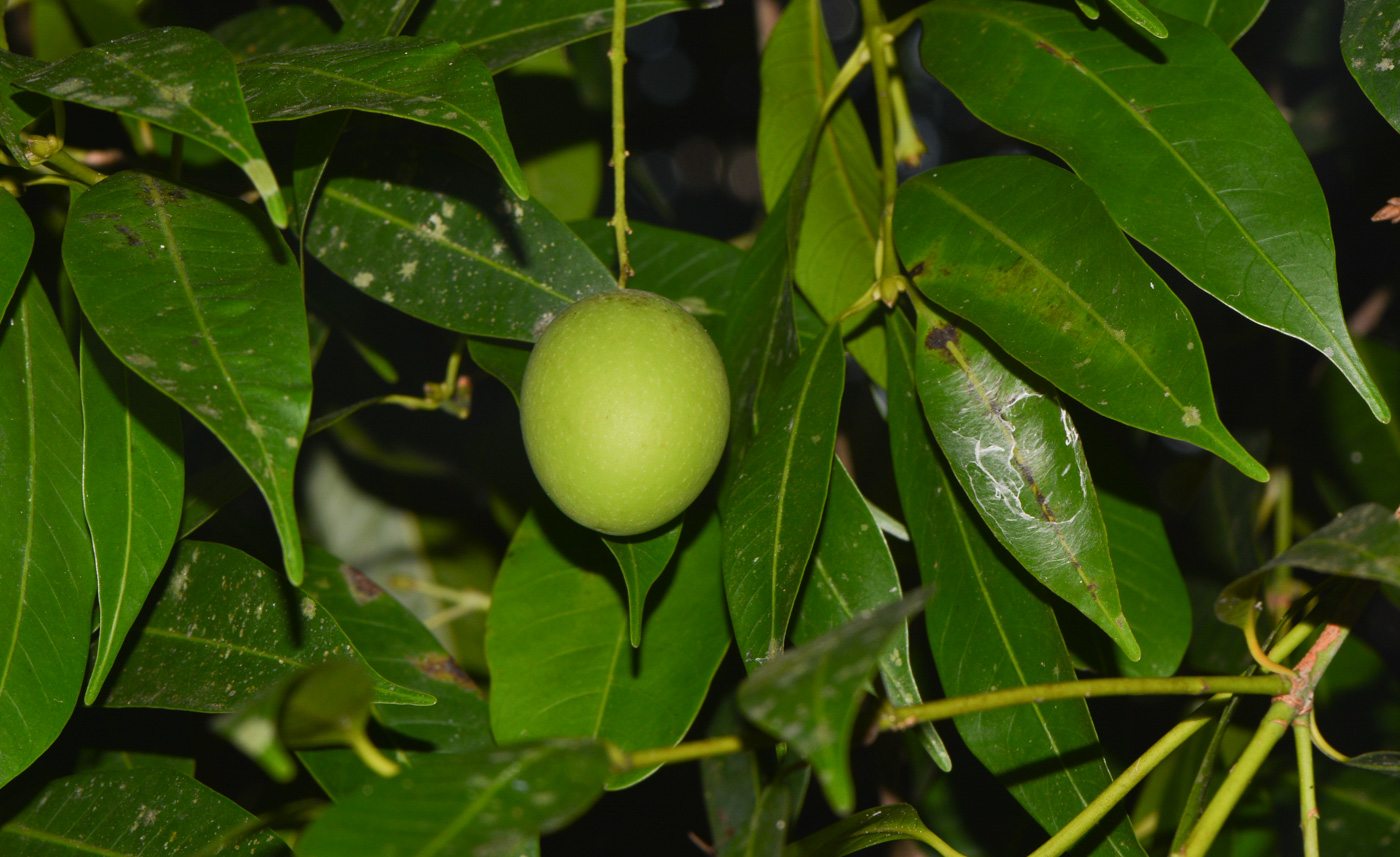 Image of Sandoricum koetjape specimen.