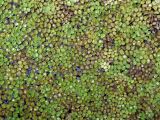 Salvinia minima
