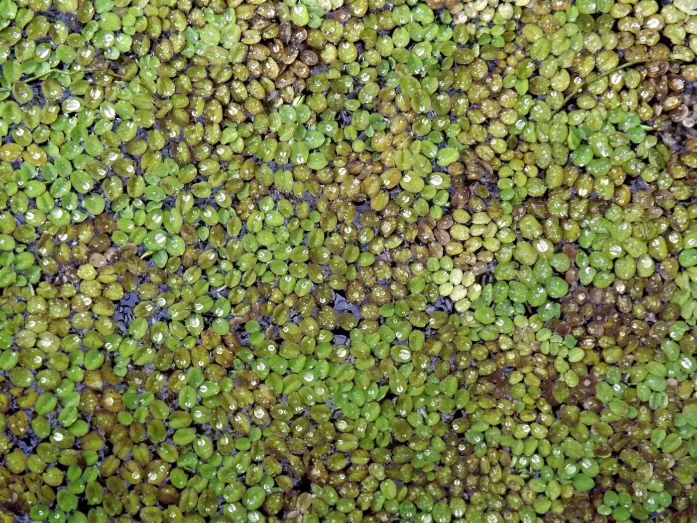 Image of Salvinia minima specimen.