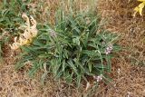 Phlomis salicifolia. Цветущее растение в сообществе с эфемероидом Ferula kuhistanica (пожелтевшие листья). Узбекистан, Кашкадарьинская обл., Китабский р-н, перевал Тахтакарача, 1650 м н.у.м. 31 мая 2013 г.