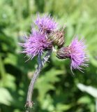 Cirsium helenioides. Верхушка побега с соцветиями. Восточно-Казахстанская обл., г. Риддер, окр. Малоульбинского вдхр., Россыпной Белок, возле Золотой Горы и берега вдхр., луг. 29.07.2008.