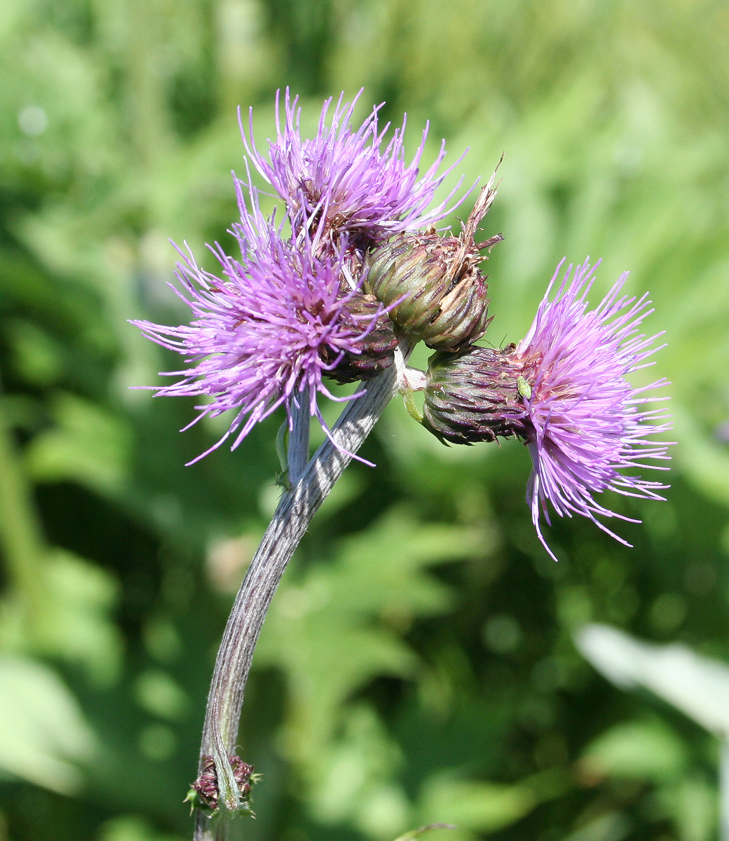 Изображение особи Cirsium helenioides.