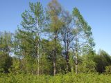 Populus suaveolens