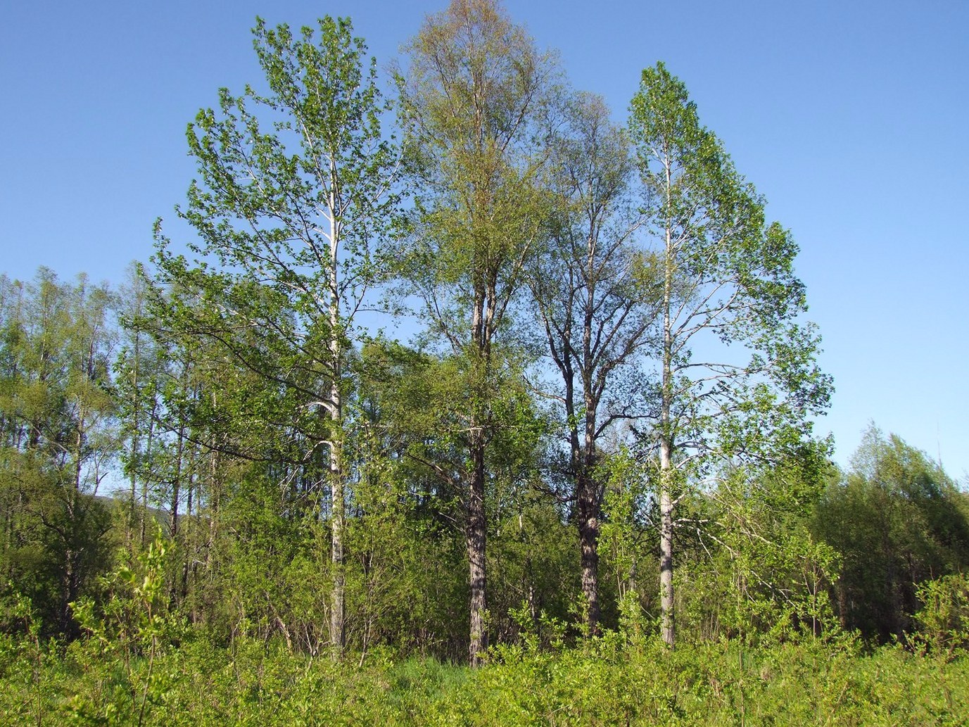 Изображение особи Populus suaveolens.