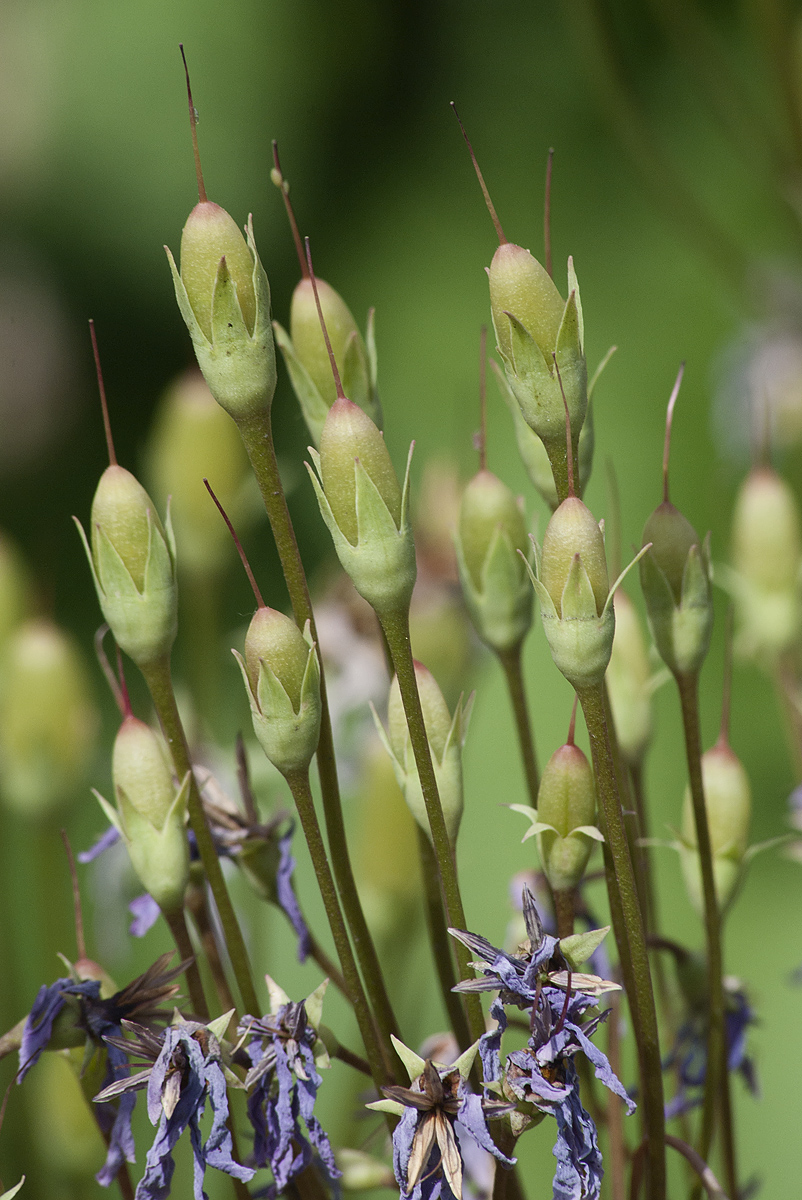 Image of Dodecatheon meadia specimen.