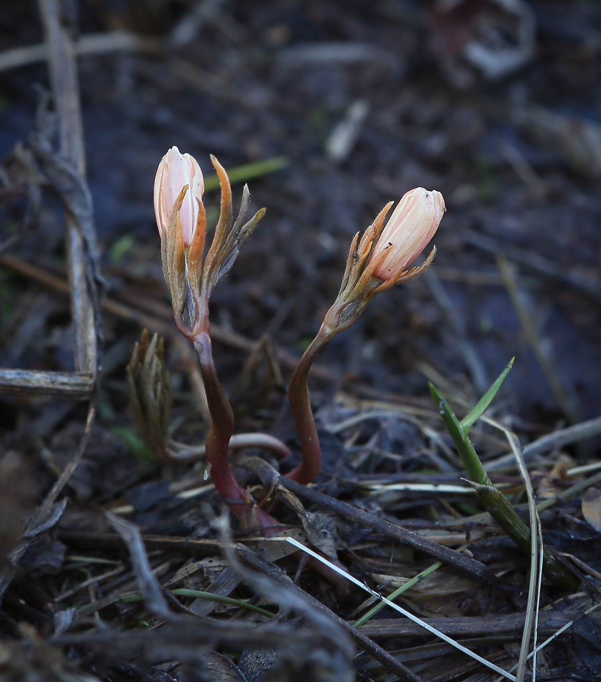 Image of Anemone altaica specimen.
