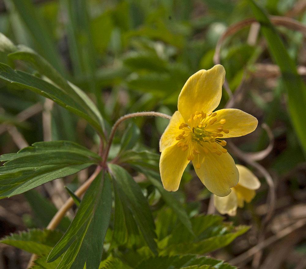 Image of Anemone ranunculoides specimen.