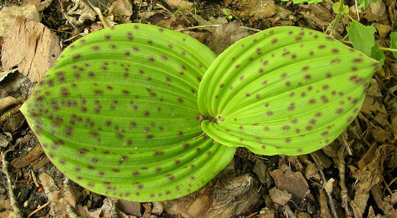 Image of Cypripedium margaritaceum specimen.