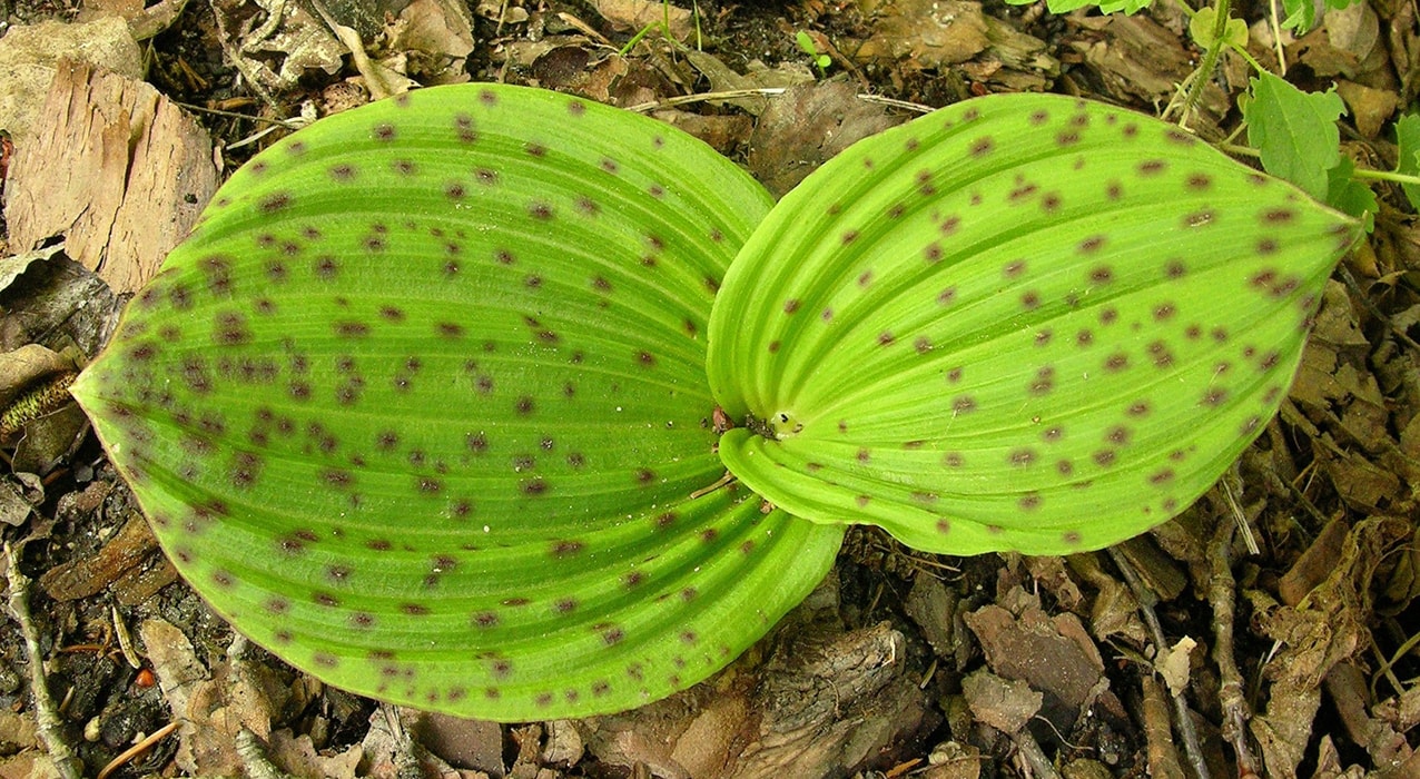 Изображение особи Cypripedium margaritaceum.