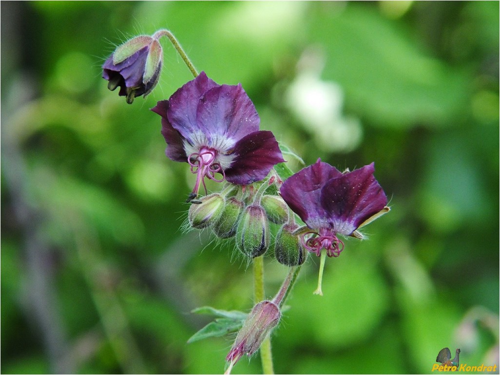 Изображение особи Geranium phaeum.