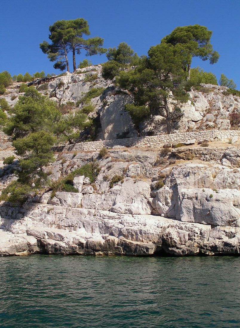 Image of Pinus halepensis specimen.