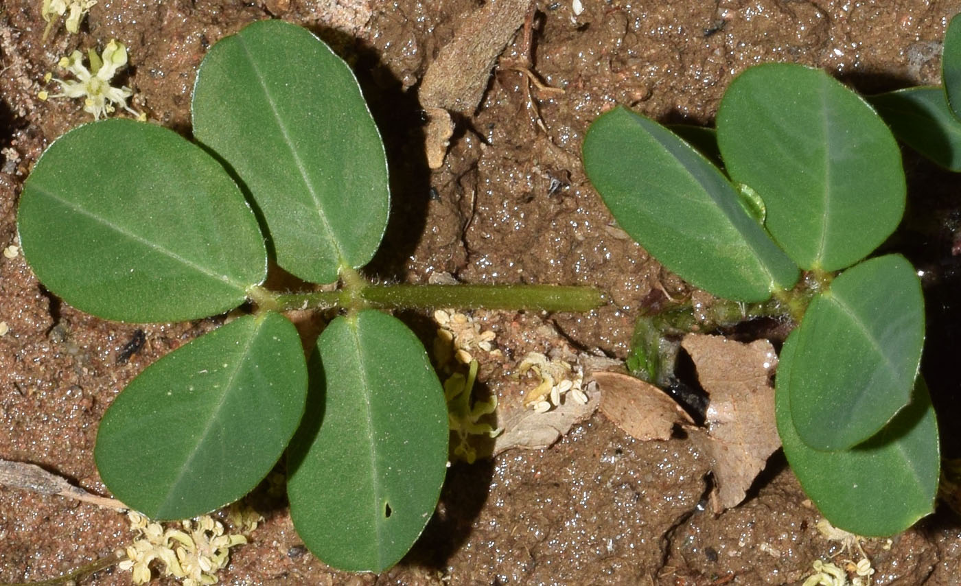 Image of Arachis hypogaea specimen.