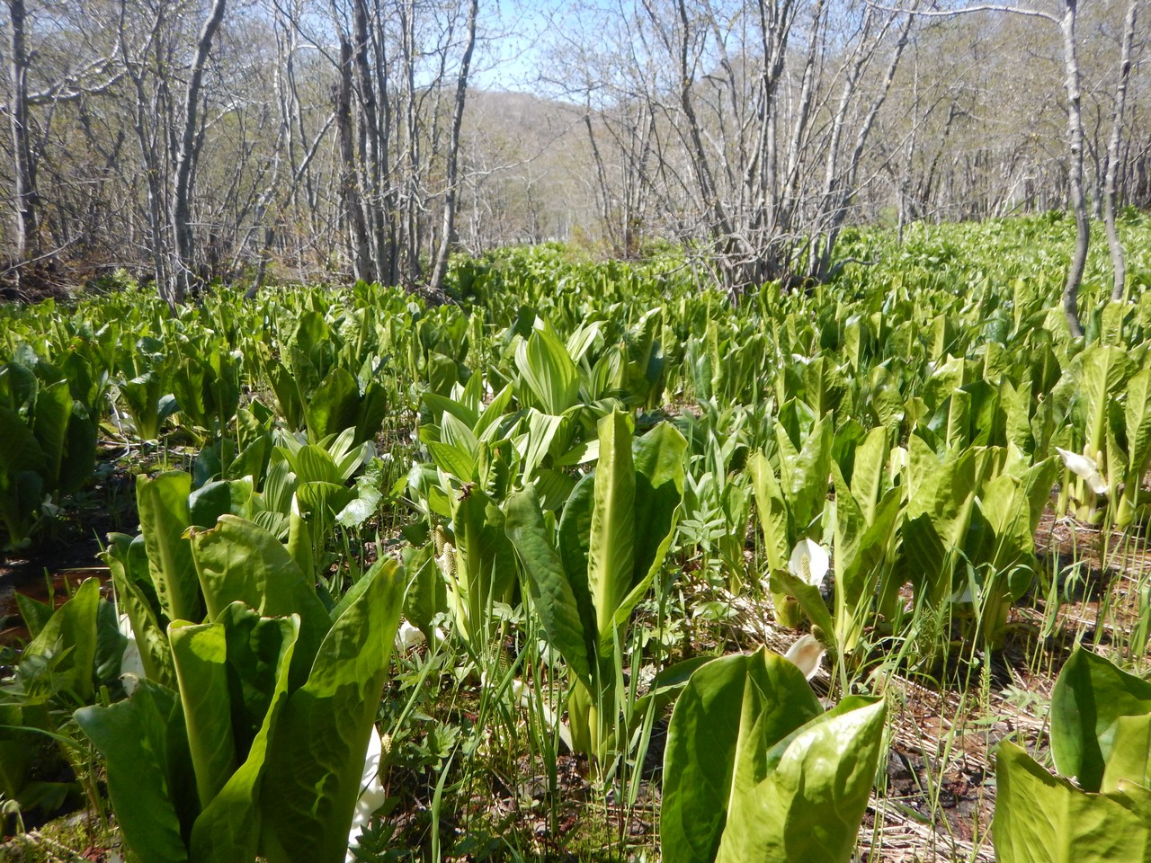 Image of Lysichiton camtschatcensis specimen.