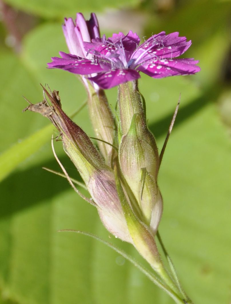 Image of Dianthus armeria specimen.