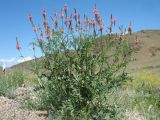 Onobrychis viciifolia. Цветущее растение (заносное). Казахстан, Сев. Тянь-Шань, хр. Торайгыр, пер. Аласа, обочина дороги. 27 мая 2017 г.