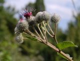 Arctium tomentosum