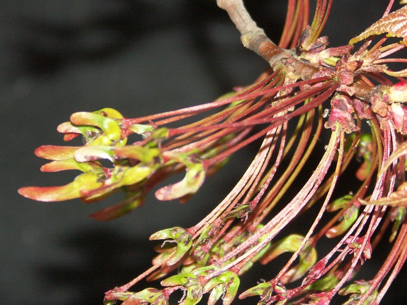 Изображение особи Acer rubrum.