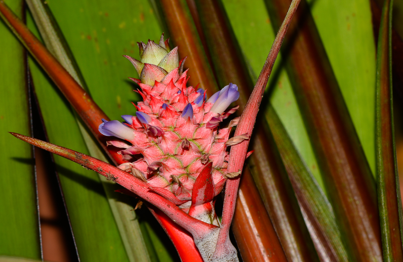 Изображение особи Ananas lucidus.