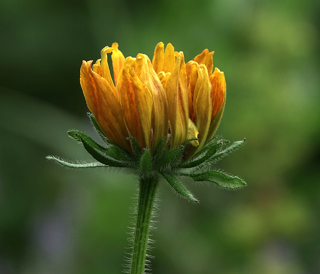 Image of Rudbeckia hirta specimen.