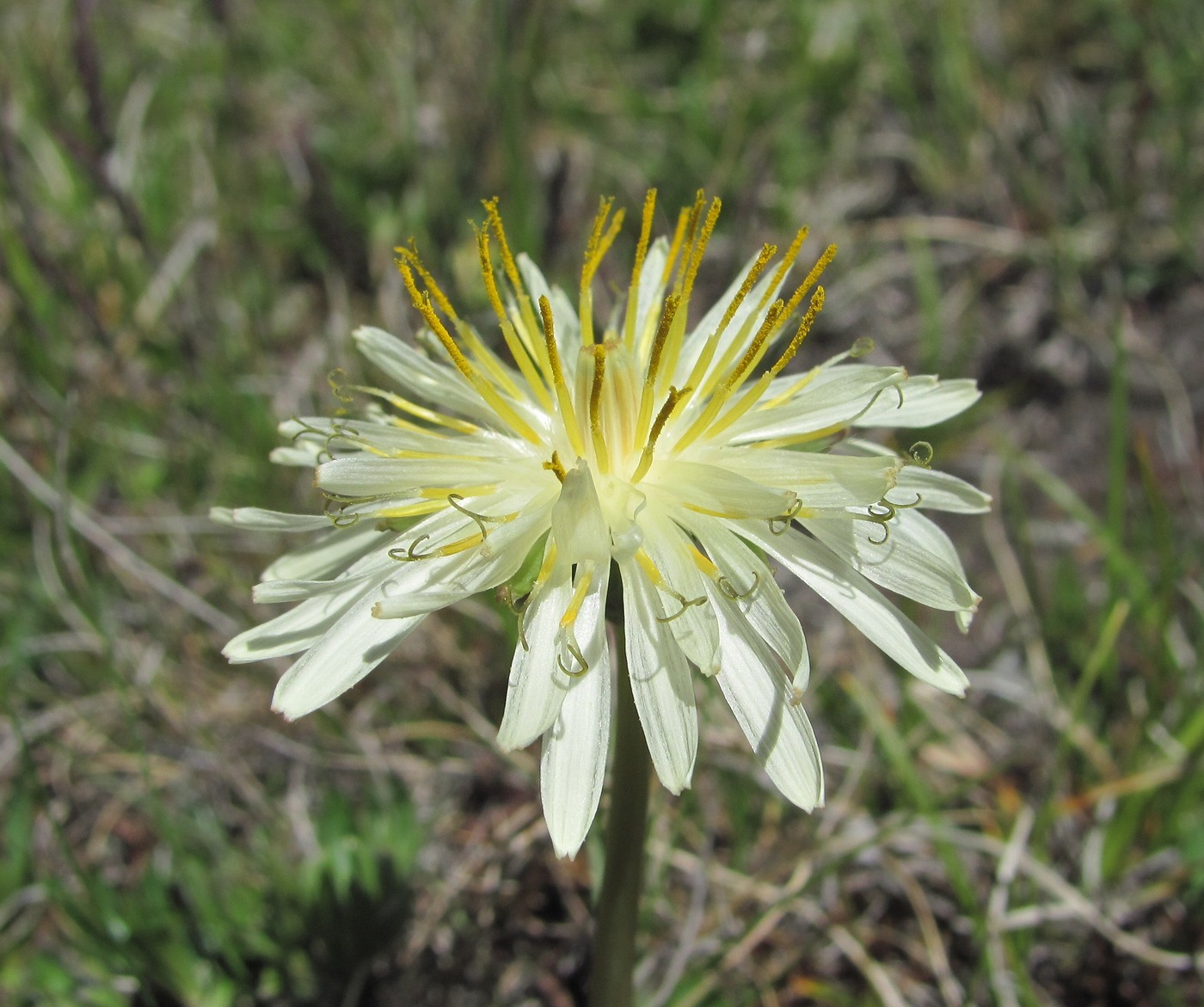 Image of Taraxacum stevenii specimen.