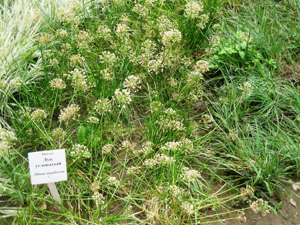 Изображение особи Allium angulosum.