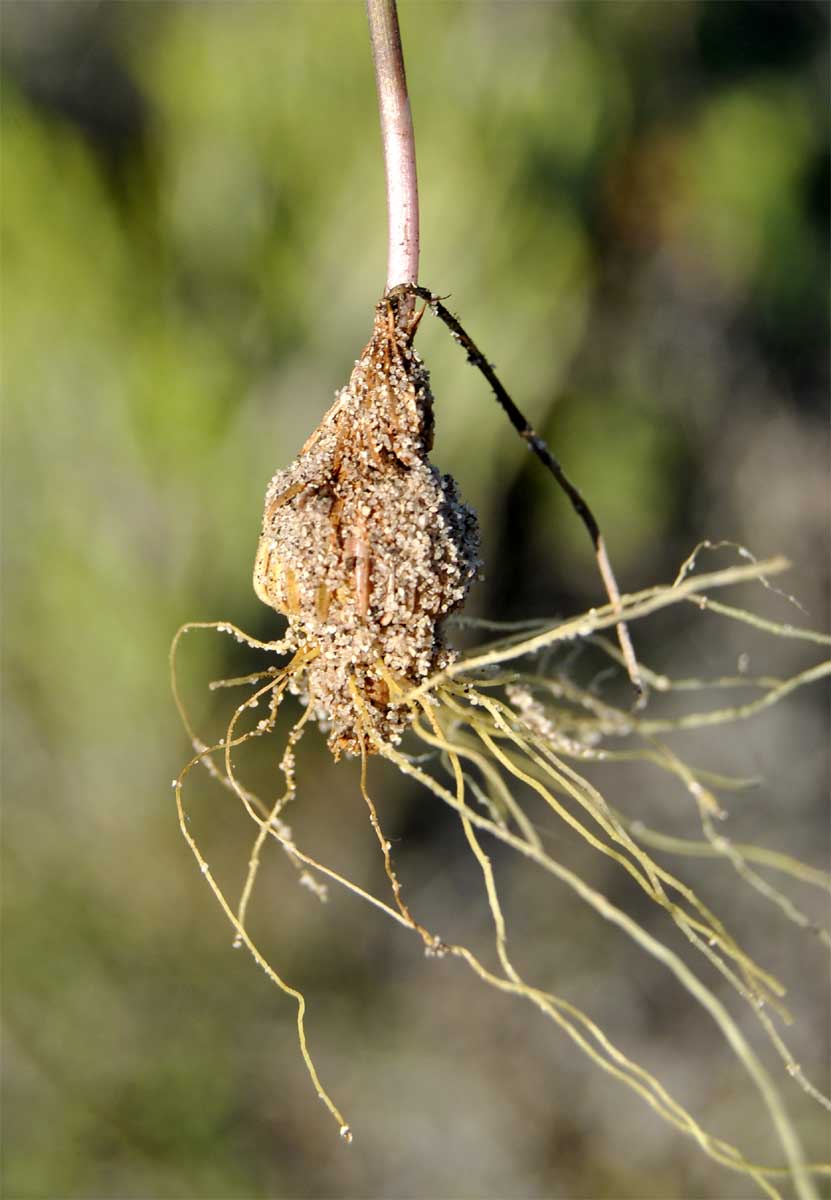 Image of Gladiolus gracilis specimen.