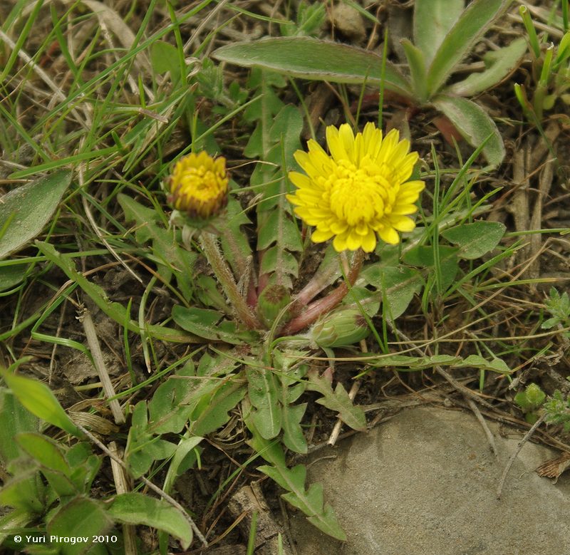 Image of genus Taraxacum specimen.