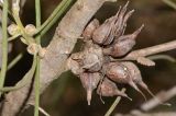 Hakea scoparia