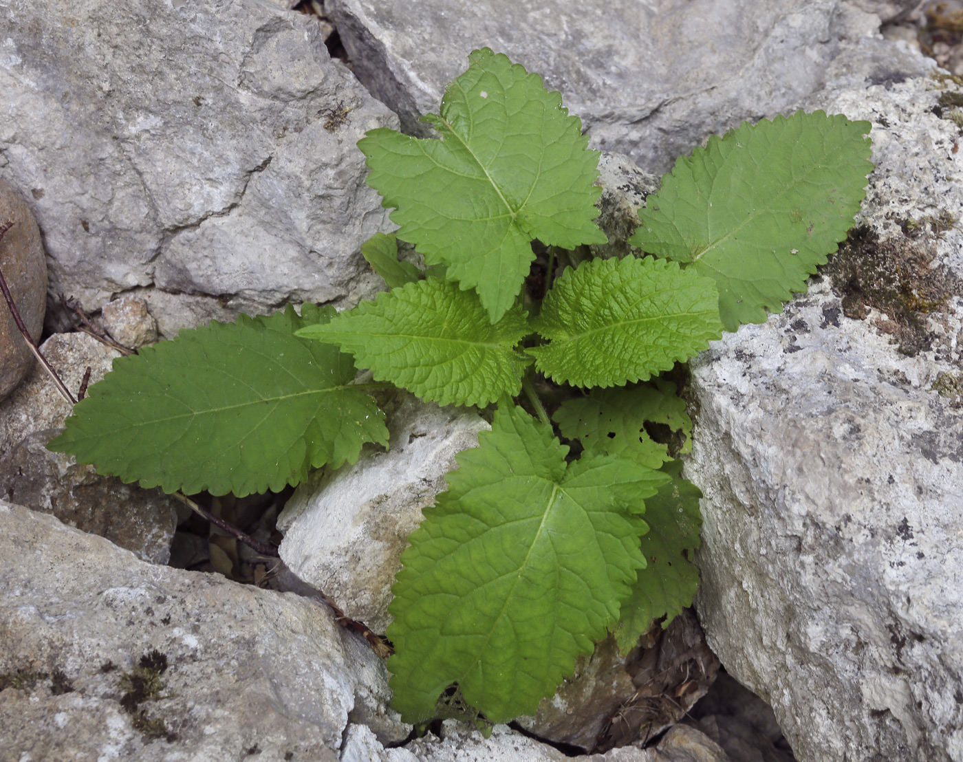 Image of Salvia glutinosa specimen.