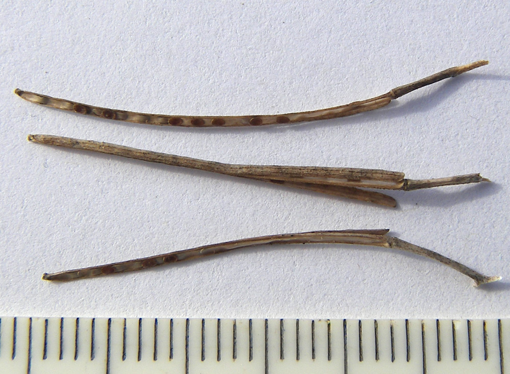 Image of familia Brassicaceae specimen.