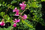 Indigofera heterantha