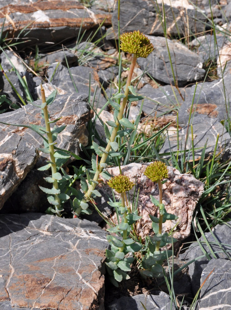 Изображение особи Rhodiola heterodonta.